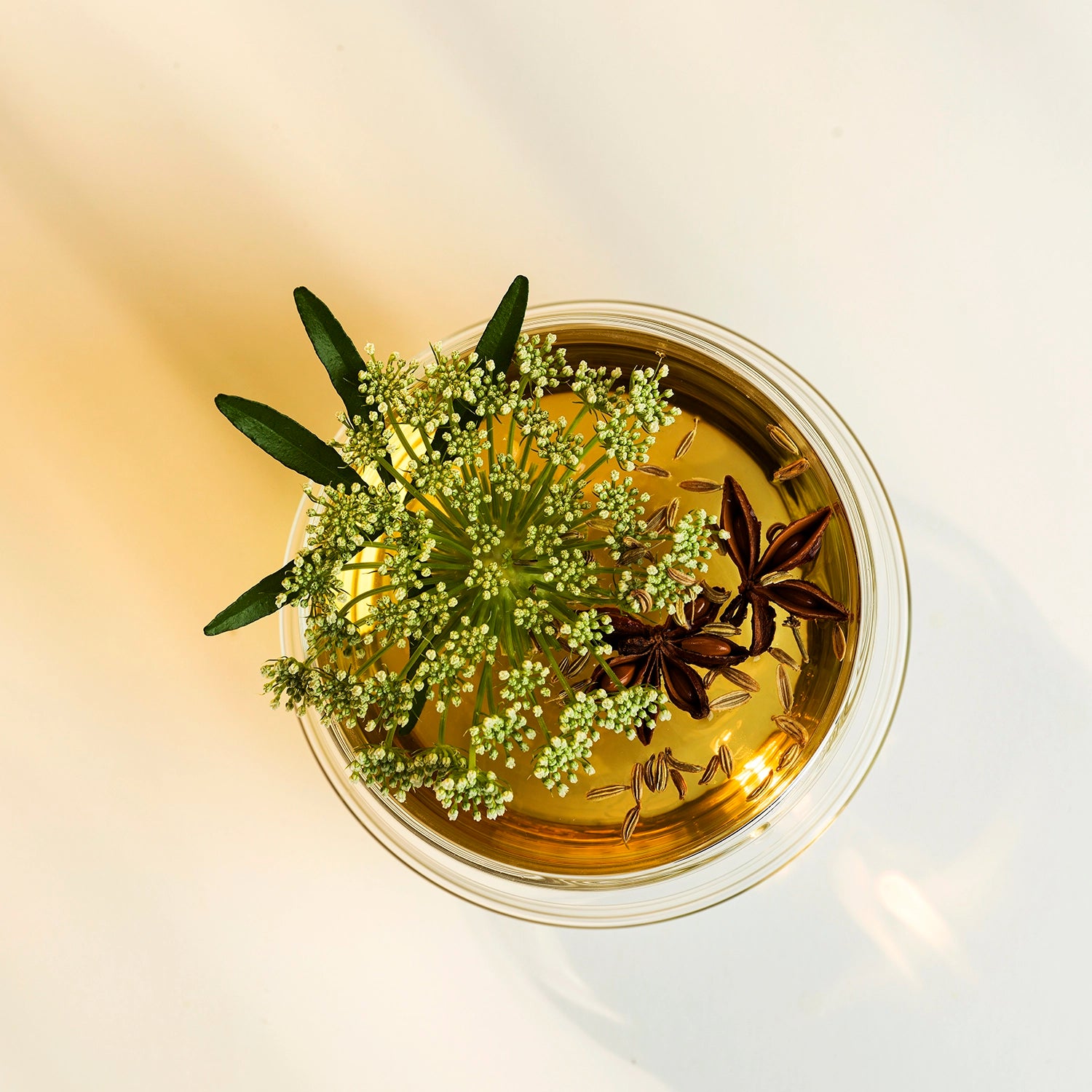 Bernsteinfarbene Flüssigkeit in einem Glas mit weißen Blüten und Sternanis.